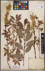 Foto von Salix daphnoides Vill.